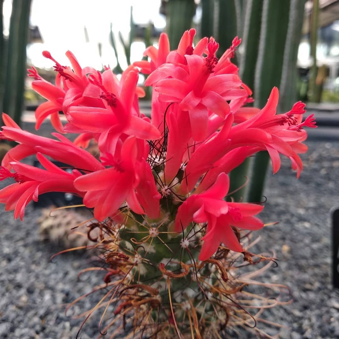 Cochemiea poselgeri scarlet zygomorphic flower Cochemiea poselgeri in flower showing the deep-scarlet zygomorphic tubular flower with long hypanthium and reflexed perianth tips, the hummingbird-pollination syndrome characteristic of the pre-revision Cochemiea sensu stricto clade.