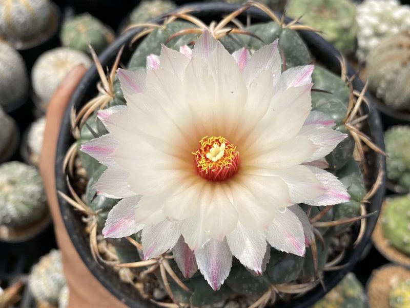 Coryphantha elephantidens