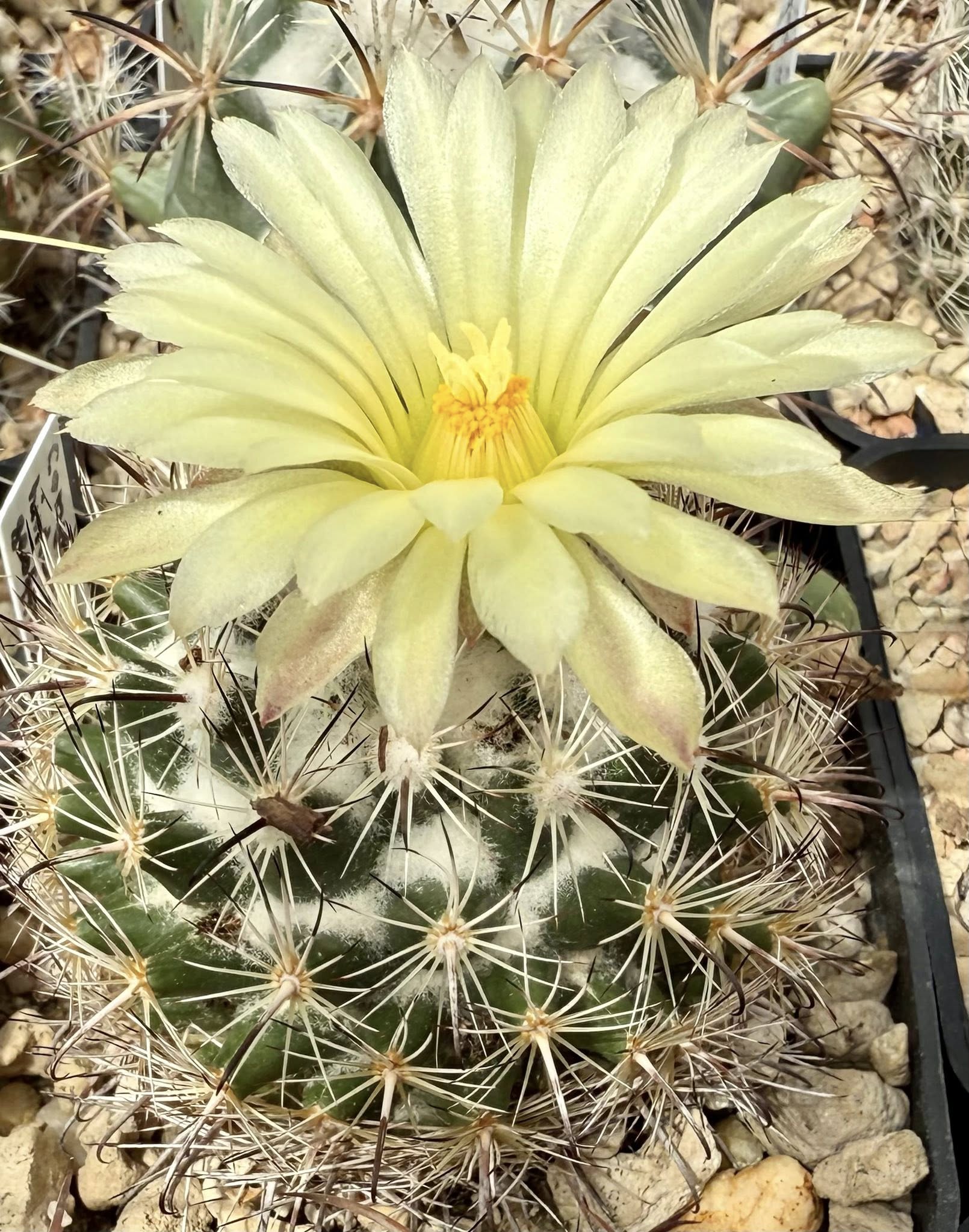 Coryphantha hintoniorum hooked central spine detail Close-up of Coryphantha hintoniorum areoles showing 11 to 12 greyish-white radial spines with darker tips and the single hooked grey central spine per areole that identifies adult plants of the nominate subspecies.