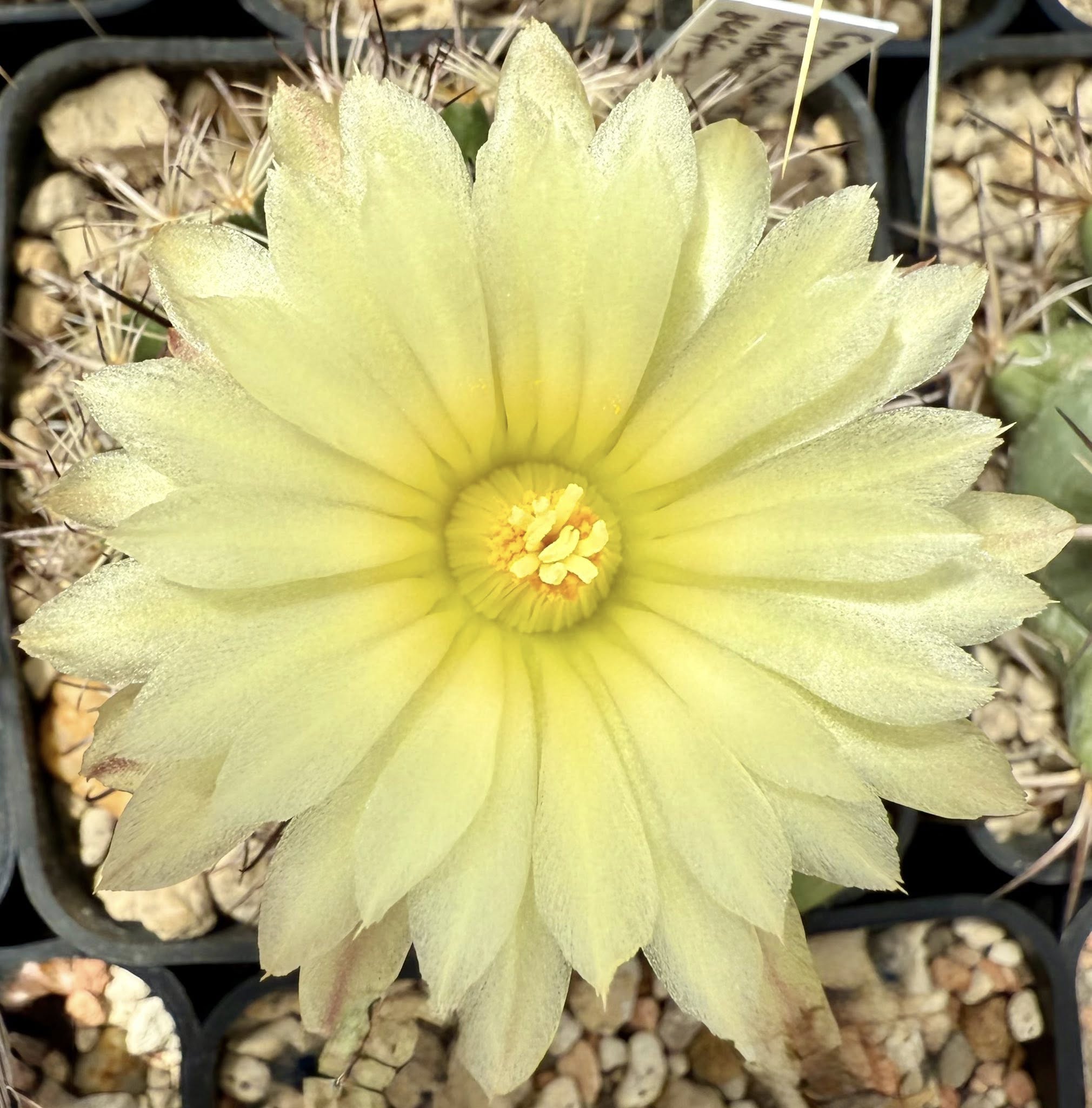 Coryphantha hintoniorum pale gold apical flower Coryphantha hintoniorum flower showing the whitish to pale gold perianth segments with darker brownish midstripes, greenish-white filaments, yellow anthers, and the green-white stigma lobes opening from the apex of a cultivated plant.