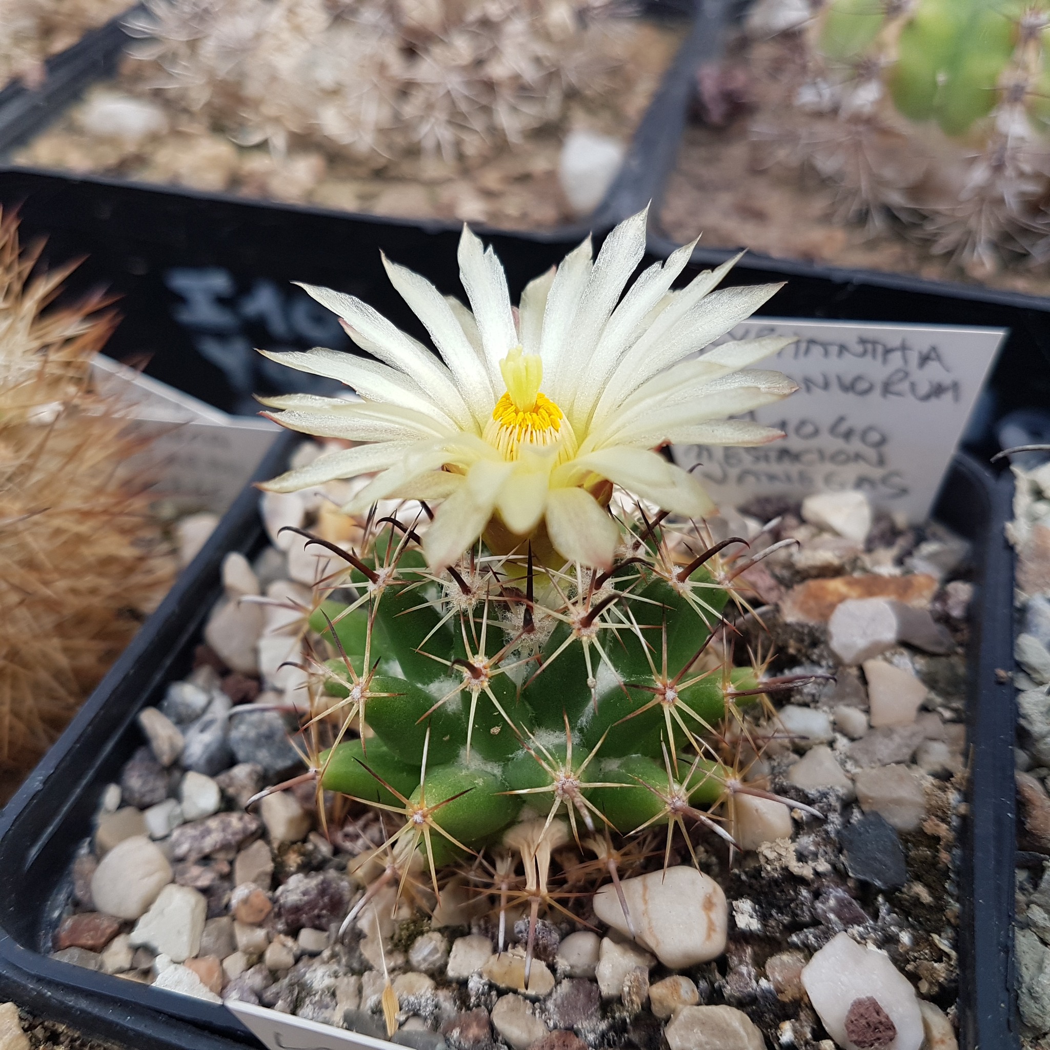 Coryphantha hintoniorum mature specimen Mature Coryphantha hintoniorum specimen showing the spherical deep-green body with a cage of greyish-white radial spines and the single hooked grey central spine diagnostic of the species.