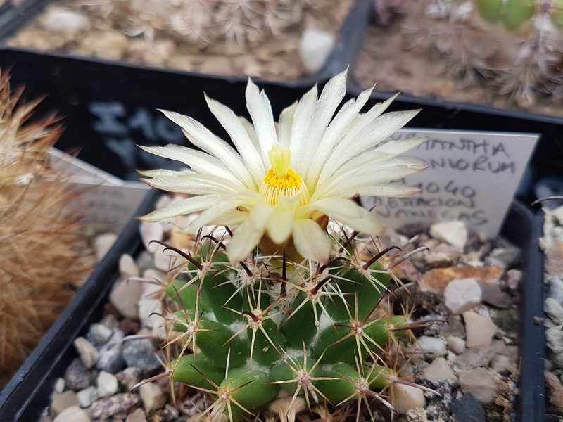 Coryphantha hintoniorum