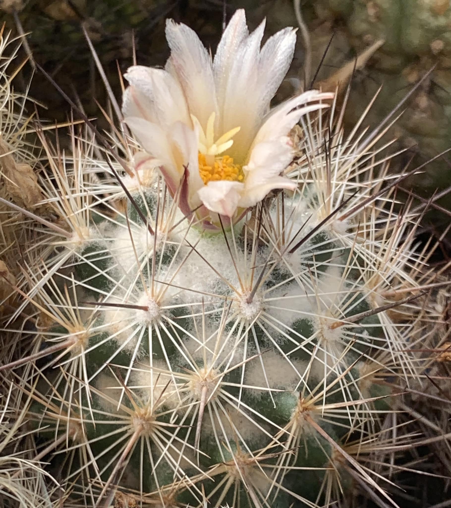 Coryphantha ramillosa spine detail Close-up of Coryphantha ramillosa areoles showing the four dark central spines surrounded by the dense halo of 14 to 20 whitish twisting radials that give the bunched cory cactus its whiskerbush common name.