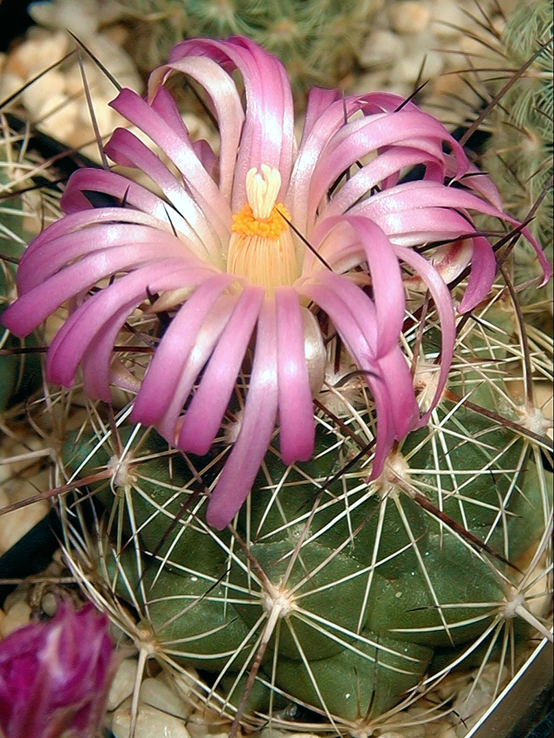 Coryphantha ramillosa flower Coryphantha ramillosa pink to rose-purple apical flower showing the wide perianth segments, golden-orange pollen, and white stigma lobes that make the species distinctive among Coryphantha, where most species bloom yellow or cream.
