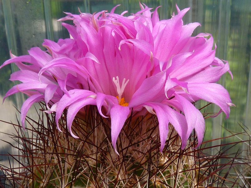 Coryphantha ramillosa