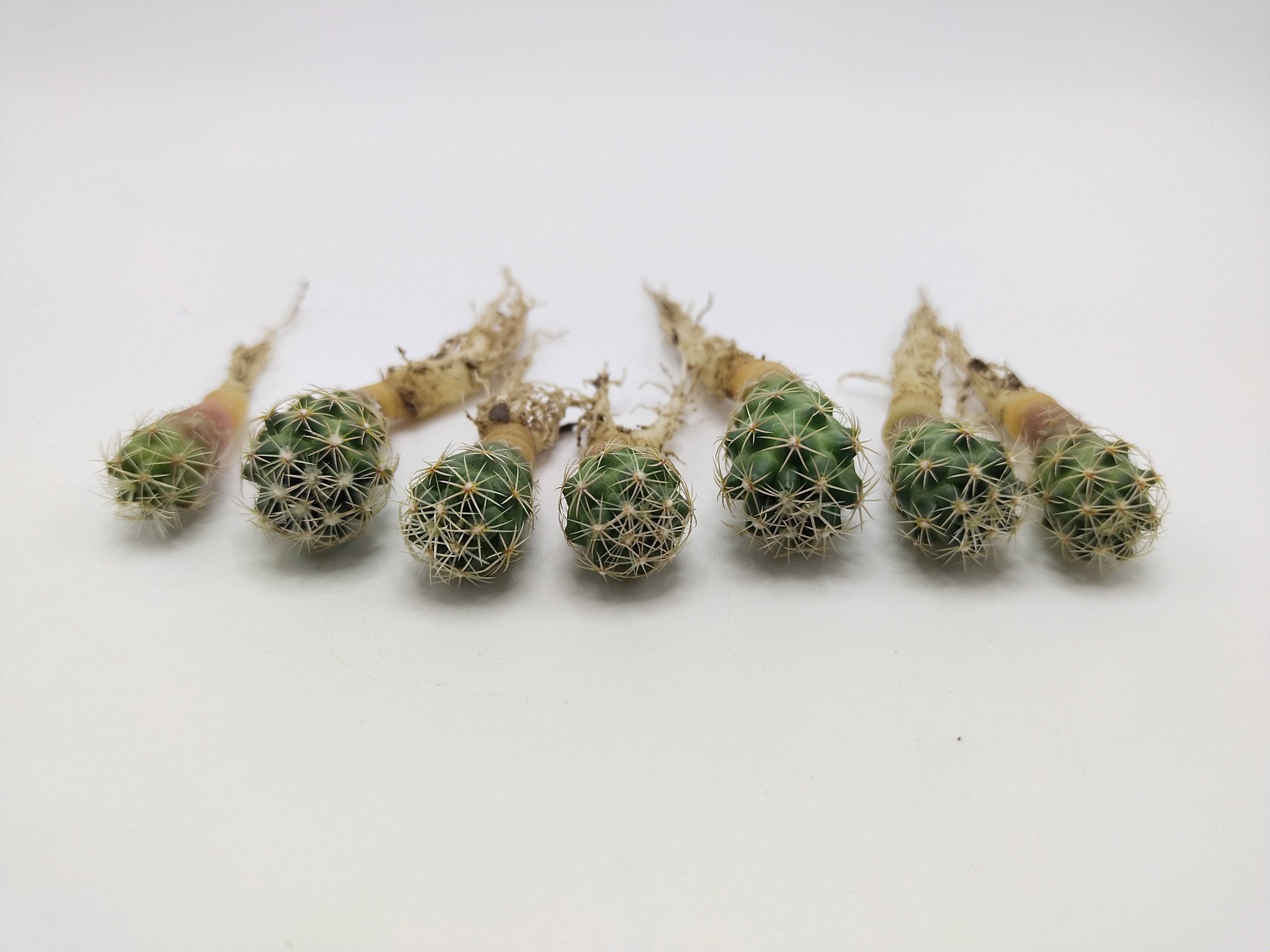 Coryphantha tripugionacantha three dagger central spines Close-up of Coryphantha tripugionacantha fresh areoles showing the three stout jet-black dagger-shaped central spines projecting outward, with paler slender radials arranged in a flat pectinate ring against the body.