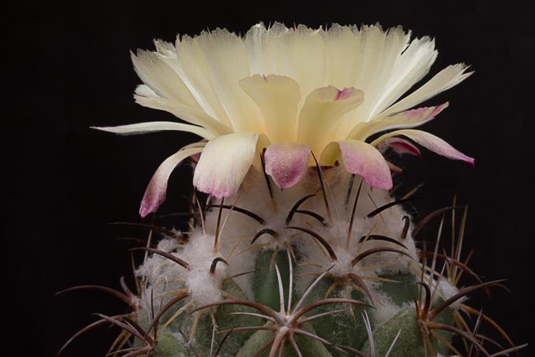 Coryphantha tripugionacantha flower Coryphantha tripugionacantha pale lemon-yellow apical flower open at the crown, showing the greenish-yellow stigma lobes, yellow stamens, and faint red midstripe on the outer tepals.