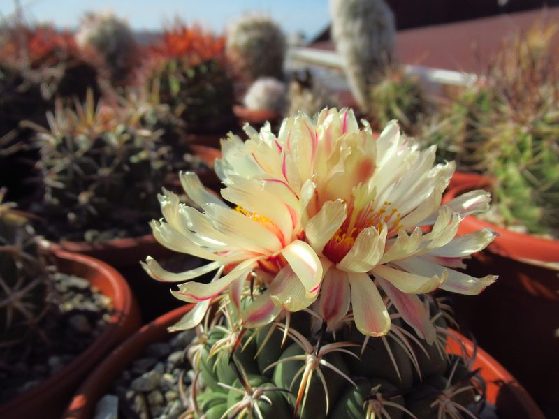 Coryphantha tripugionacantha