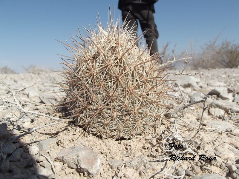 Coryphantha werdermannii