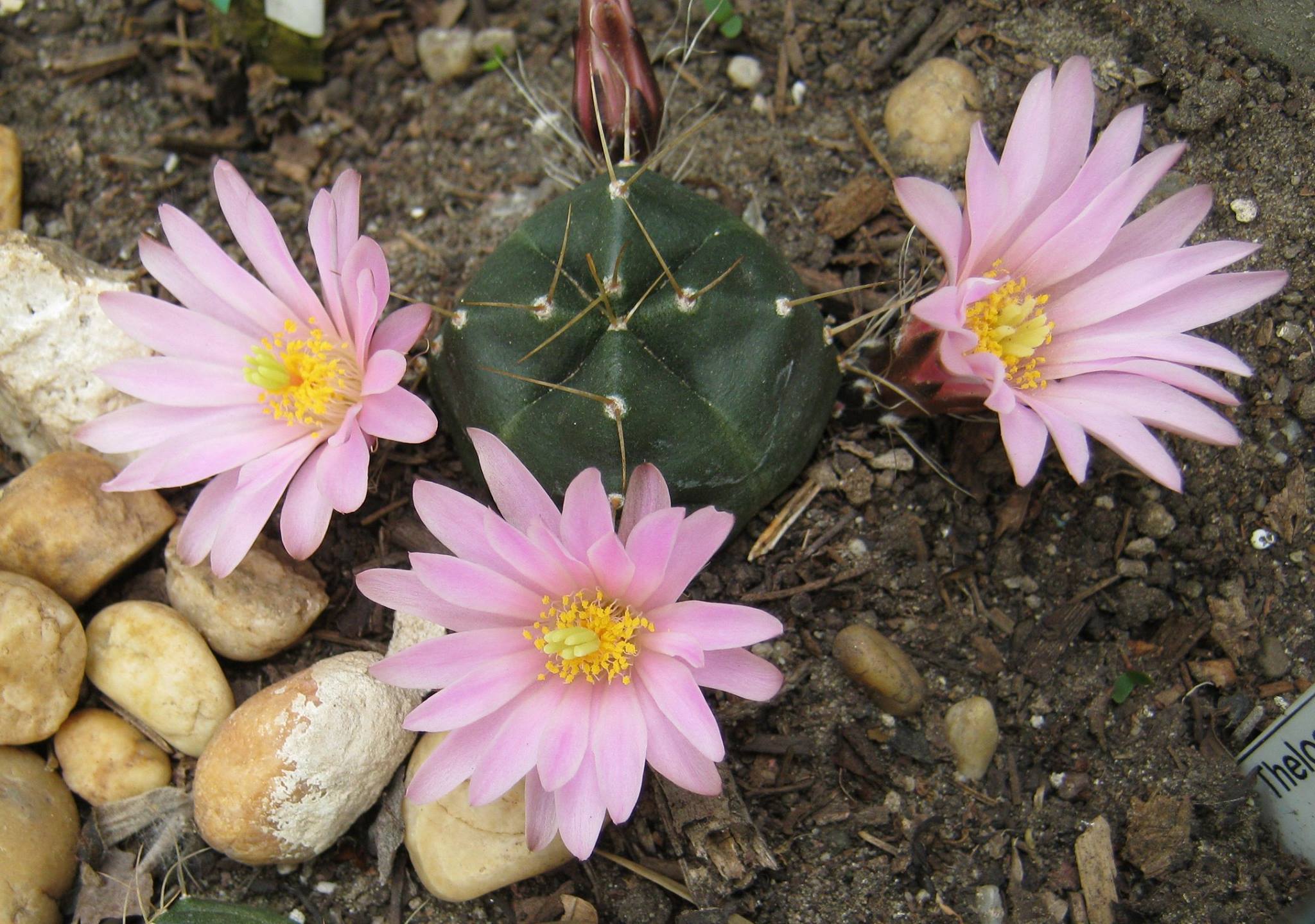 Echinocereus knippelianus dark-bodied apex-flowering specimen Mature Echinocereus knippelianus specimen showing the dark green weakly spined soft body with a magenta funnel flower opening near the apex of the crown, the diagnostic combination that separates this species from every other hedgehog cactus.