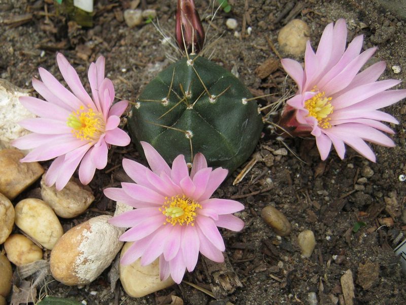 Echinocereus knippelianus