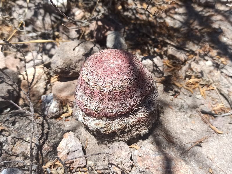 Echinocereus pectinatus