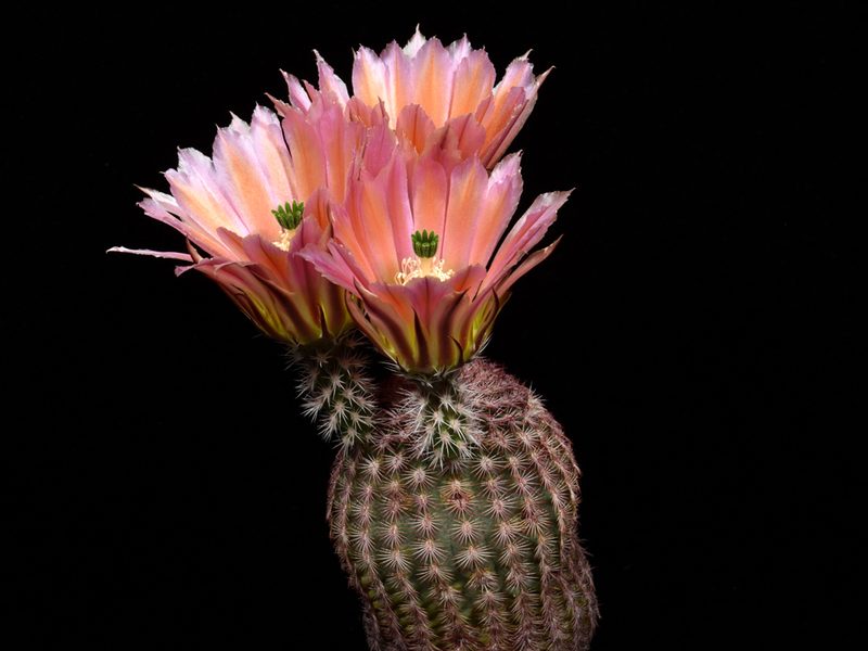 Echinocereus pectinatus