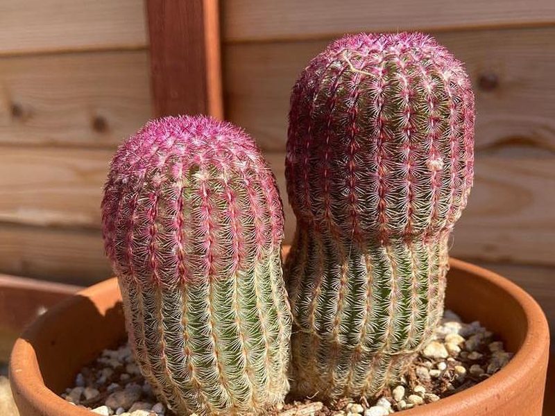 Echinocereus rigidissimus