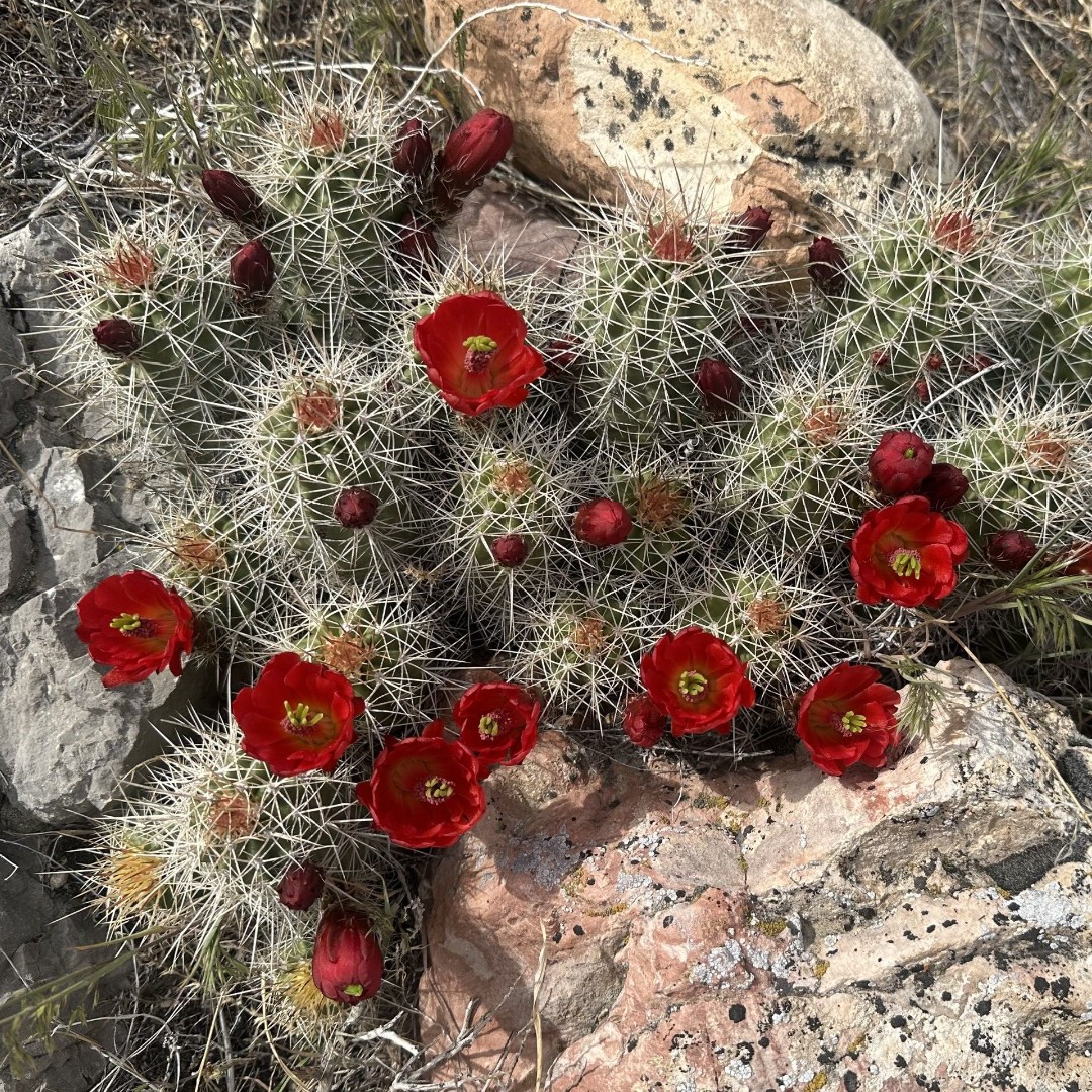 Echinocereus triglochidiatus clumping mound in flower Mature Echinocereus triglochidiatus clump showing dozens of erect cylindrical stems forming a low mound, with several open scarlet funnel flowers held above the spination.