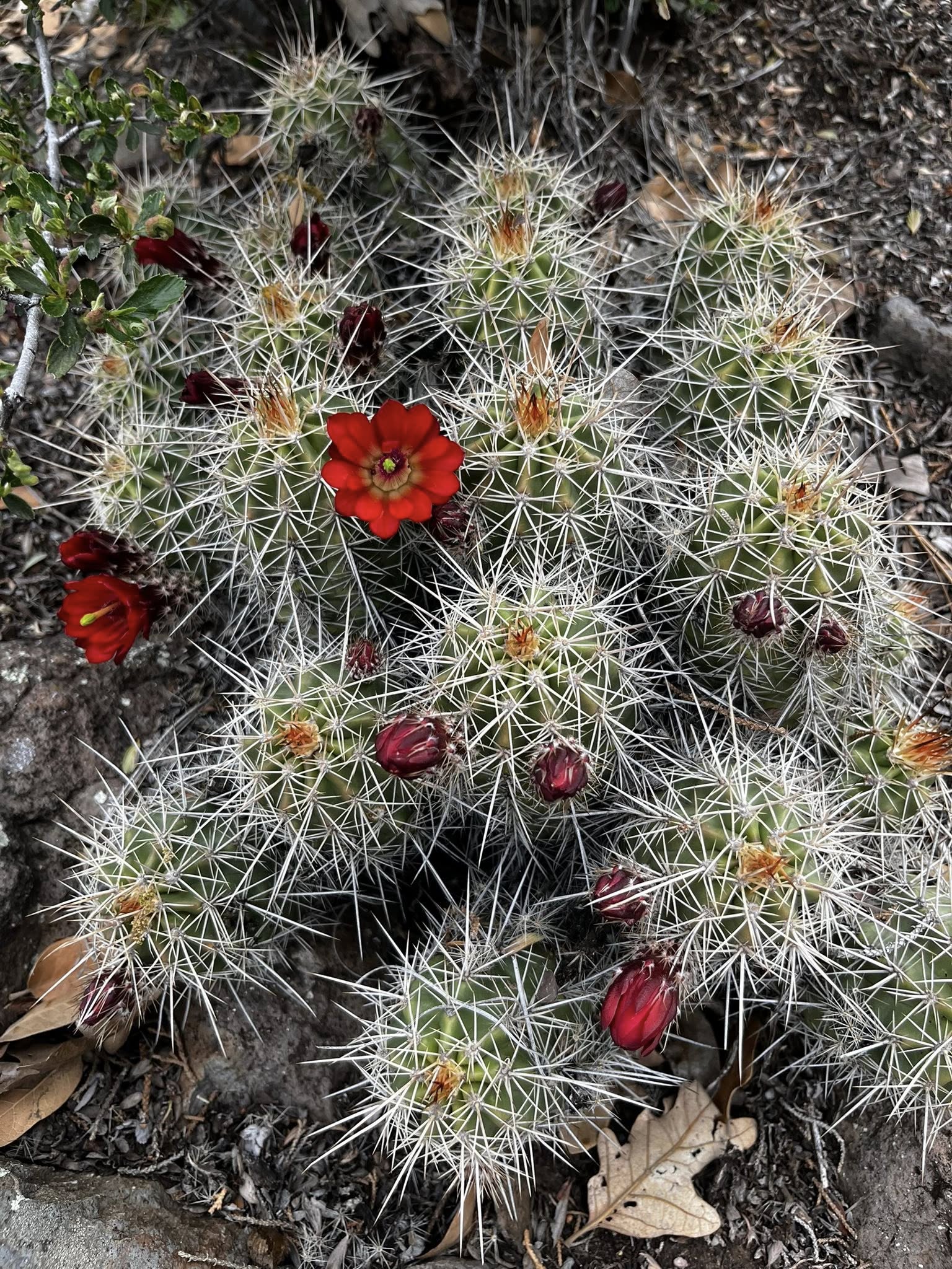 Echinocereus triglochidiatus scarlet flower close detail Close-up of an open Echinocereus triglochidiatus flower showing the rounded rigid scarlet petals adapted for hummingbird pollination, the ring of yellow stamens, and the diagnostic green stigma lobes characteristic of the genus.
