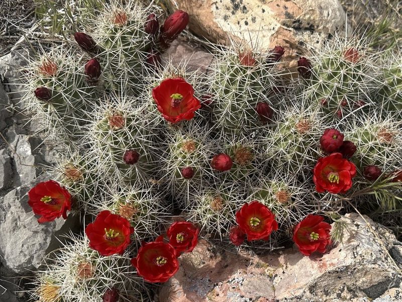 Echinocereus triglochidiatus