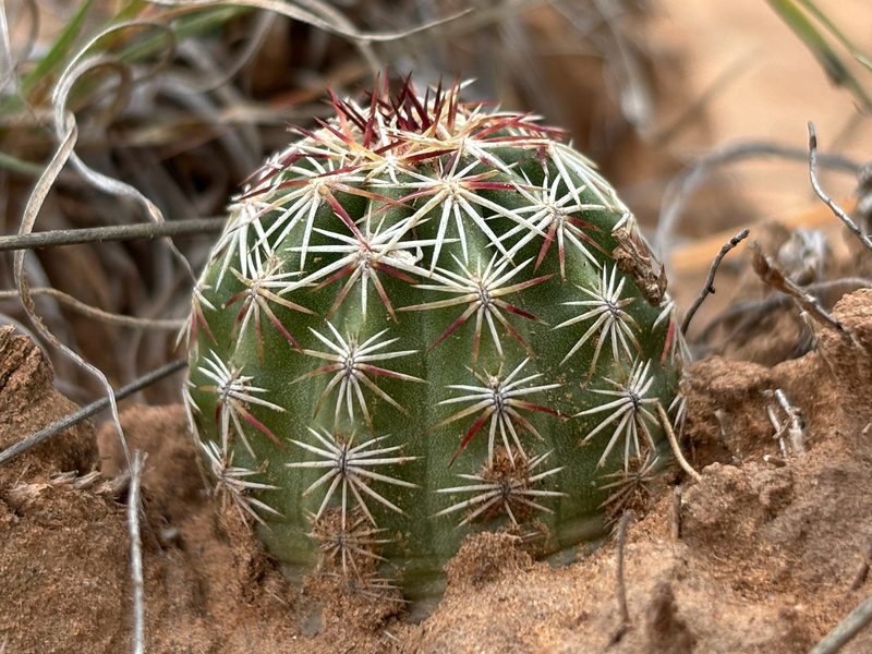 Echinocereus viridiflorus