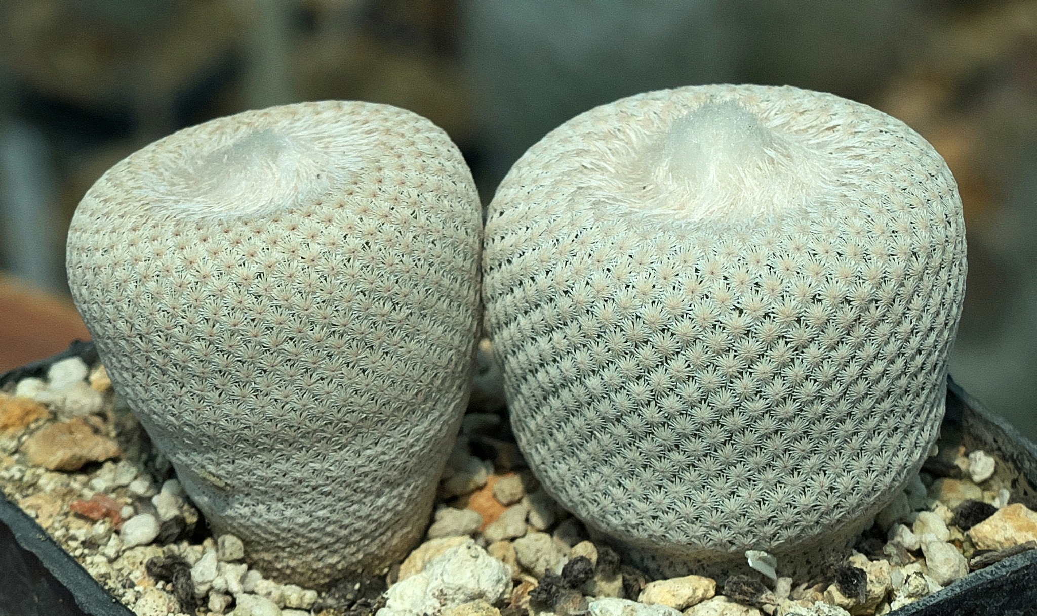 Epithelantha bokei areole detail, chalk-white spines Close-up of Epithelantha bokei areoles showing 50 to 90 uniformly chalk-white tightly appressed radial spines arranged in superimposed series with no pink-tipped apices, distinguishing this species from Epithelantha micromeris.