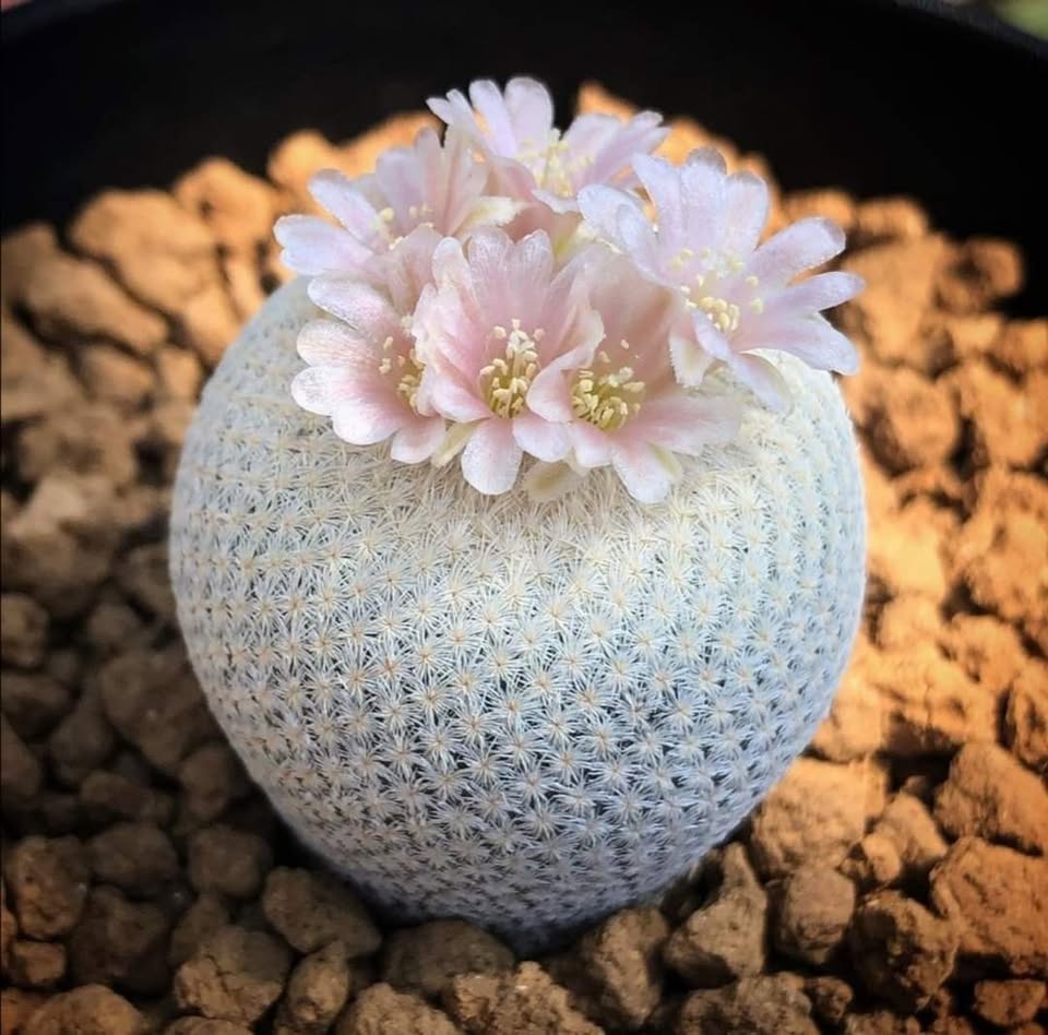 Epithelantha bokei flowers and fruit Epithelantha bokei apex showing pale pink flowers exserted through the dense chalk-white apical spine cluster, with club-shaped bright red fruit visible alongside open flowers.
