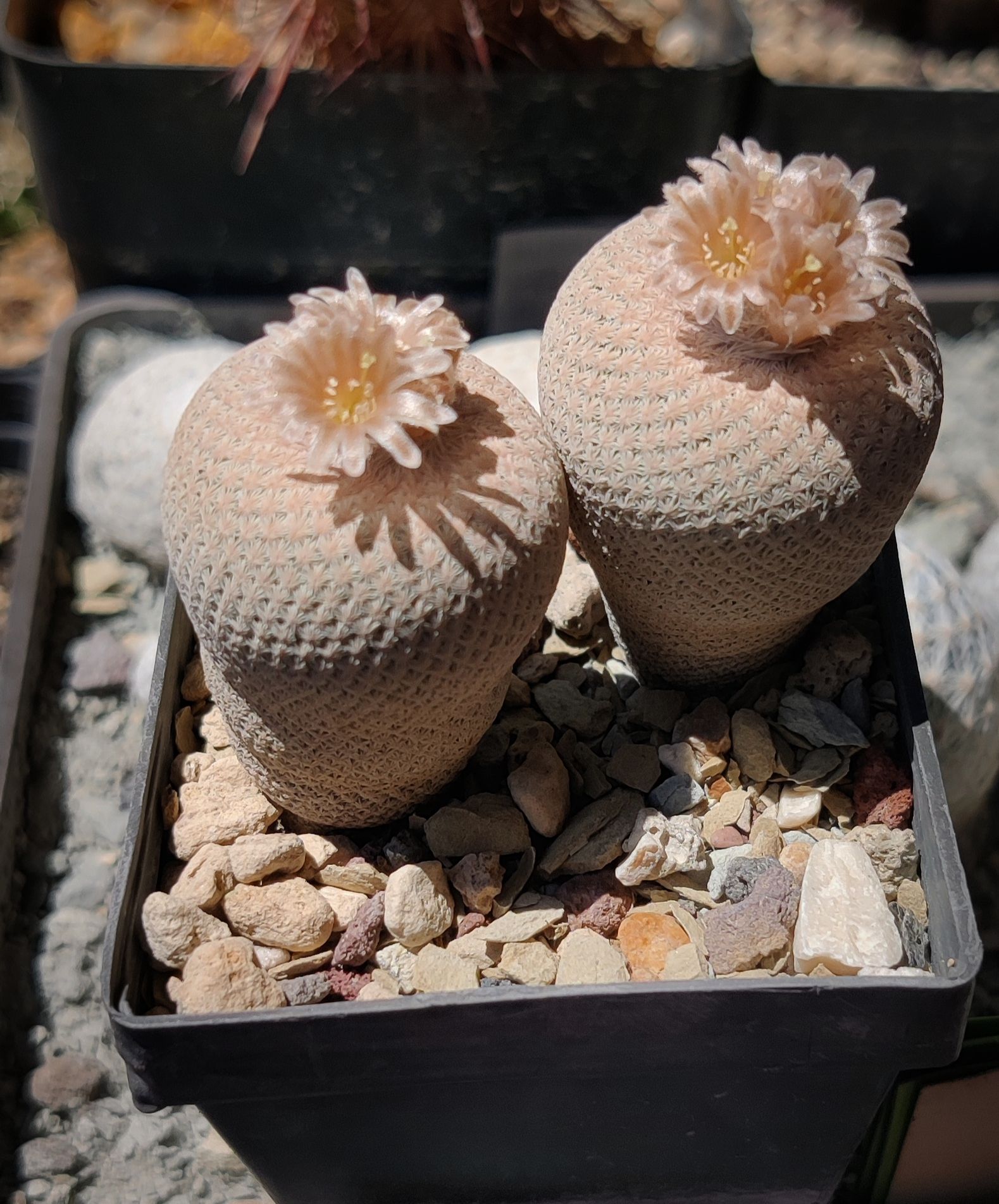 Epithelantha bokei mature specimen, chalk-white spination Mature Epithelantha bokei specimen showing the dense chalk-white pectinate spination that completely conceals the green body, producing the smooth sphere appearance that distinguishes the species in the Chihuahuan Desert.