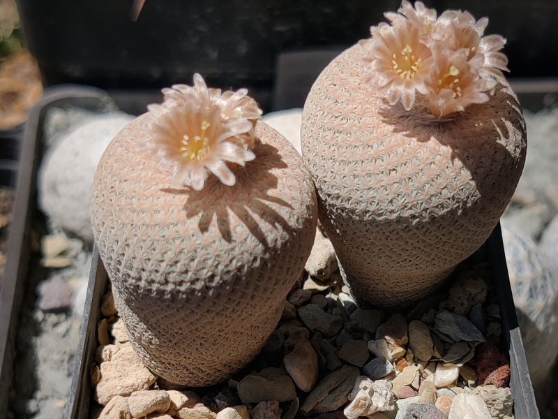 Epithelantha bokei