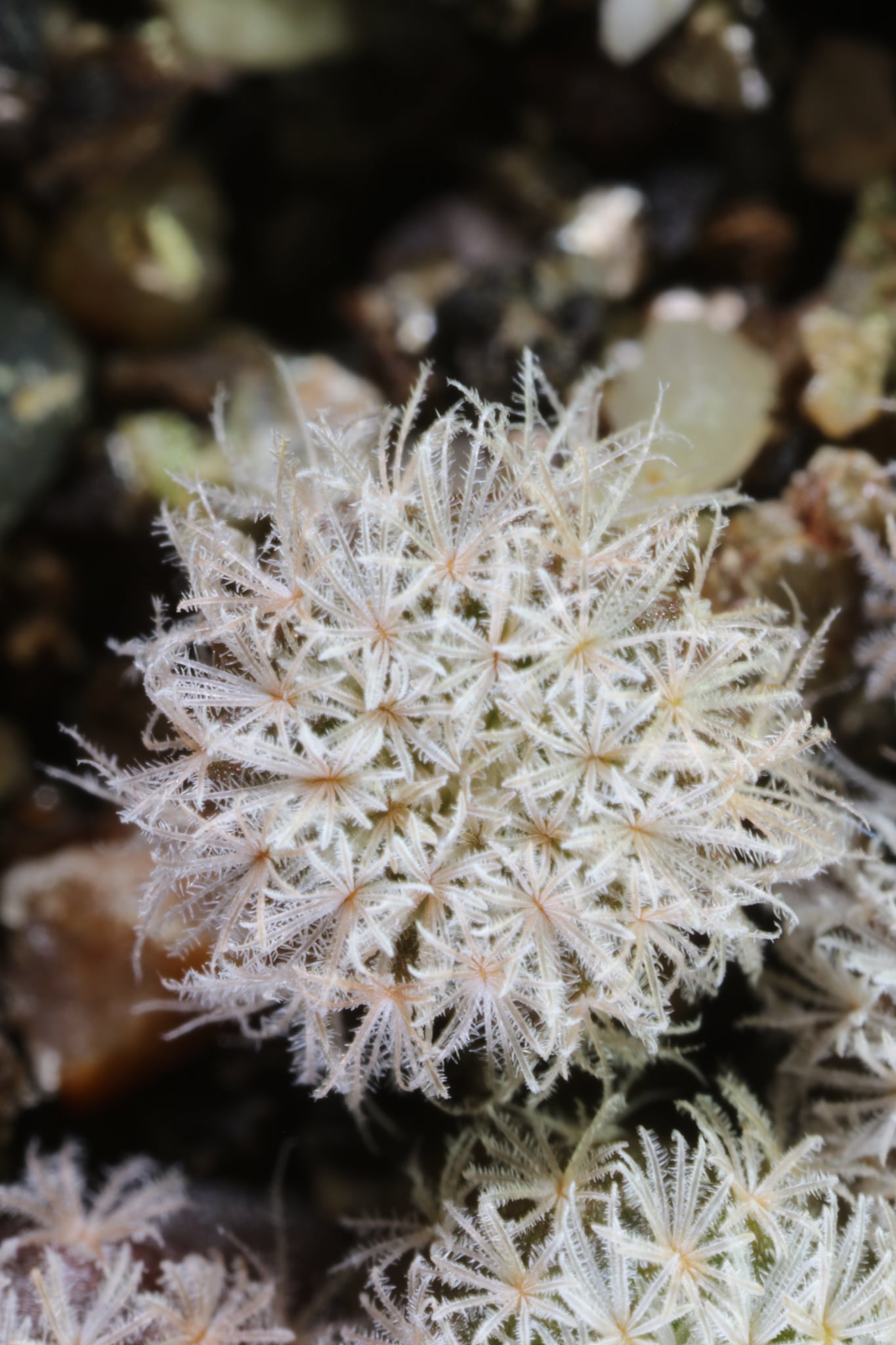 Epithelantha cryptica dense spination detail Close-up of Epithelantha cryptica areoles showing the 20 to 90 white to ashy-grey pectinate spines per areole pressed close to the stem surface, concealing the body beneath a continuous chalky-white layer.