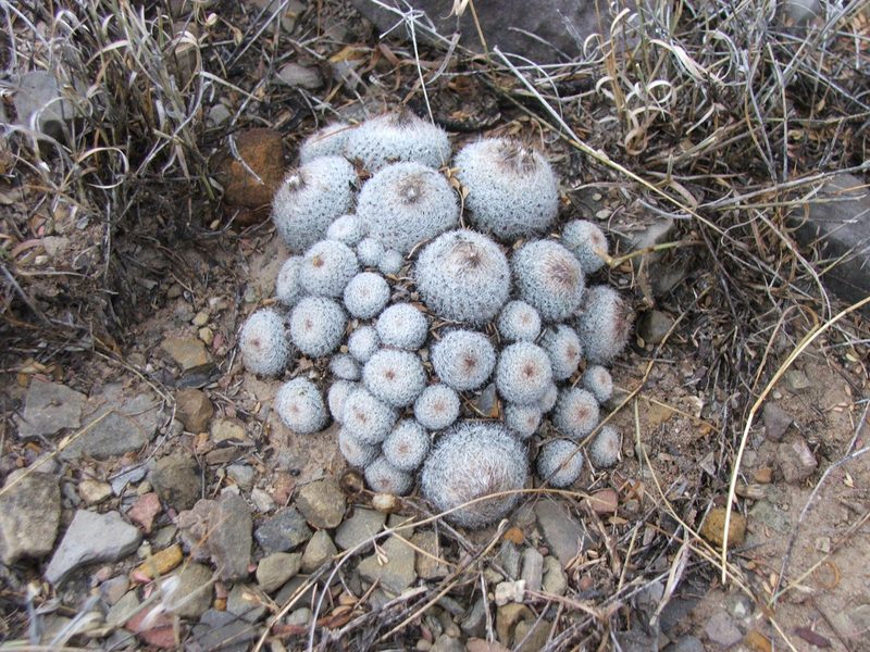 Epithelantha cryptica