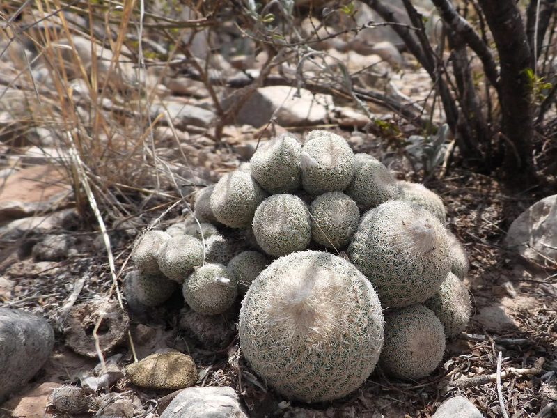 Epithelantha greggii