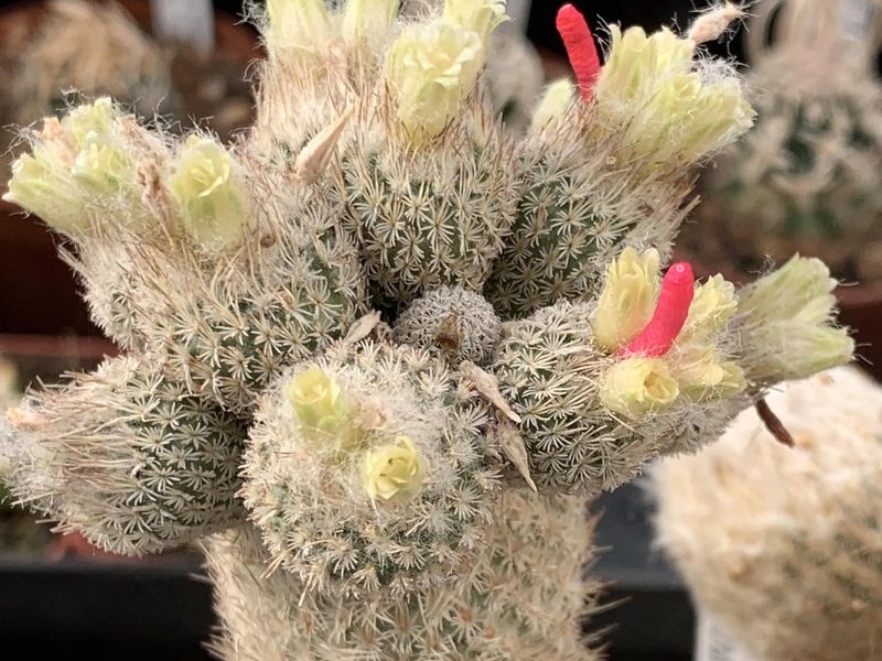 Epithelantha pachyrhiza