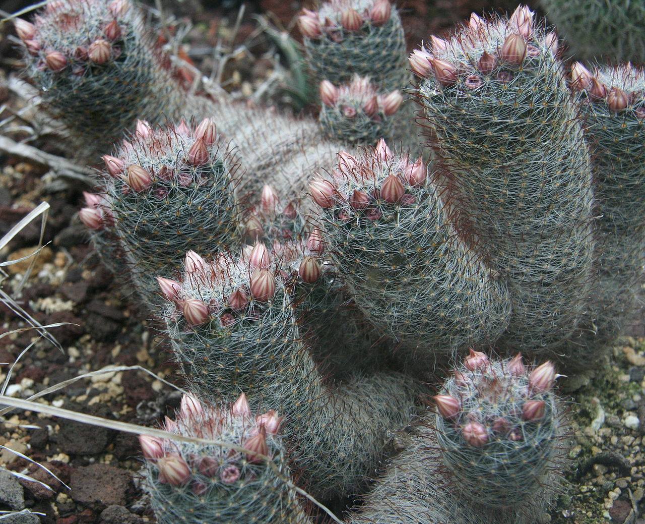 Cacti Extinct in the Wild: 7 Species Only in Cultivation