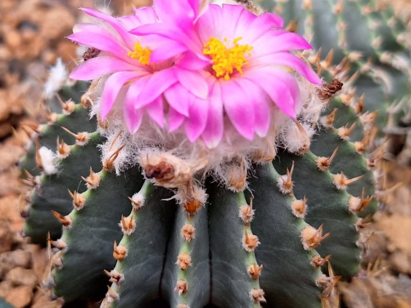 Geohintonia mexicana