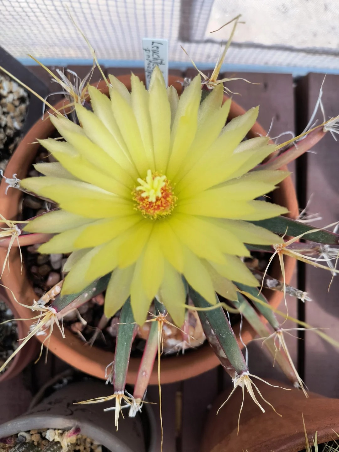 Leuchtenbergia principis yellow apical flower Leuchtenbergia principis large yellow funnel-form flower open at the centre of the tubercle rosette, emerging from the apical areole of a young tubercle, showing the silky lemon-yellow tepals and prominent stamens of this fragrant Chihuahuan Desert cactus.