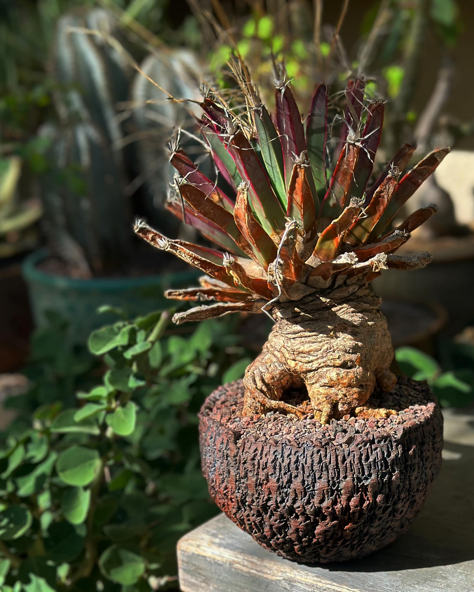 Leuchtenbergia principis mature specimen, agave-like tubercle rosette Mature Leuchtenbergia principis specimen showing the full agave-like rosette of long pencil tubercles projecting outward from the central stem, each tipped with a tuft of papery flexible straw-coloured spines, the most distinctive silhouette in the family Cactaceae.