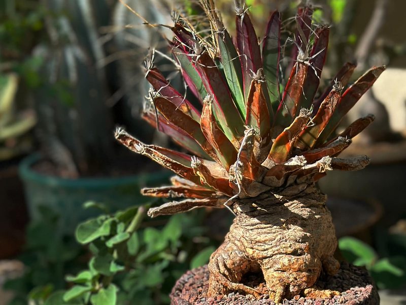 Leuchtenbergia principis