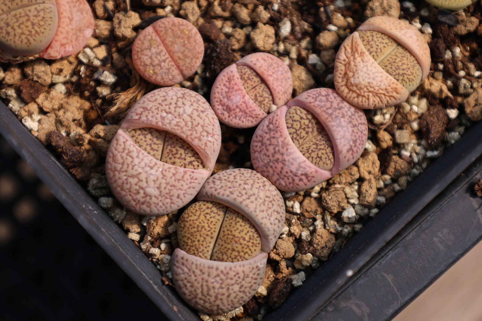 Lithops aucampiae chocolate-brown specimen Mature Lithops aucampiae specimen showing the chocolate-brown body face with deep red-brown translucent window panel traversed by fine irregularly branched darker lines, characteristic of the Postmasburg ironstone-belt species.