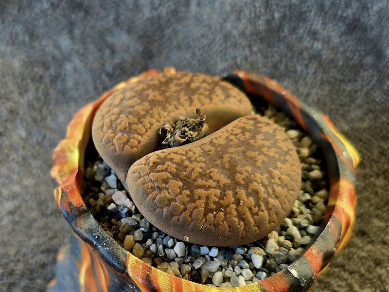 Lithops aucampiae subsp. koelemanii