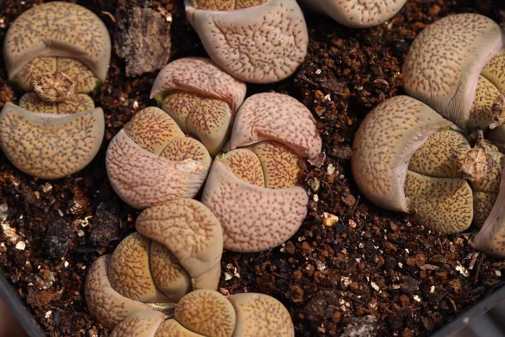 Lithops aucampiae face window detail Close-up of a Lithops aucampiae dorsal face showing the deep red-brown translucent window panel traversed by fine irregularly branched darker lines, with the chocolate-brown ground colour and central fissure between the two fused leaves diagnostic of the Postmasburg ironstone-belt species.