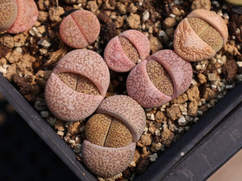 Lithops aucampiae