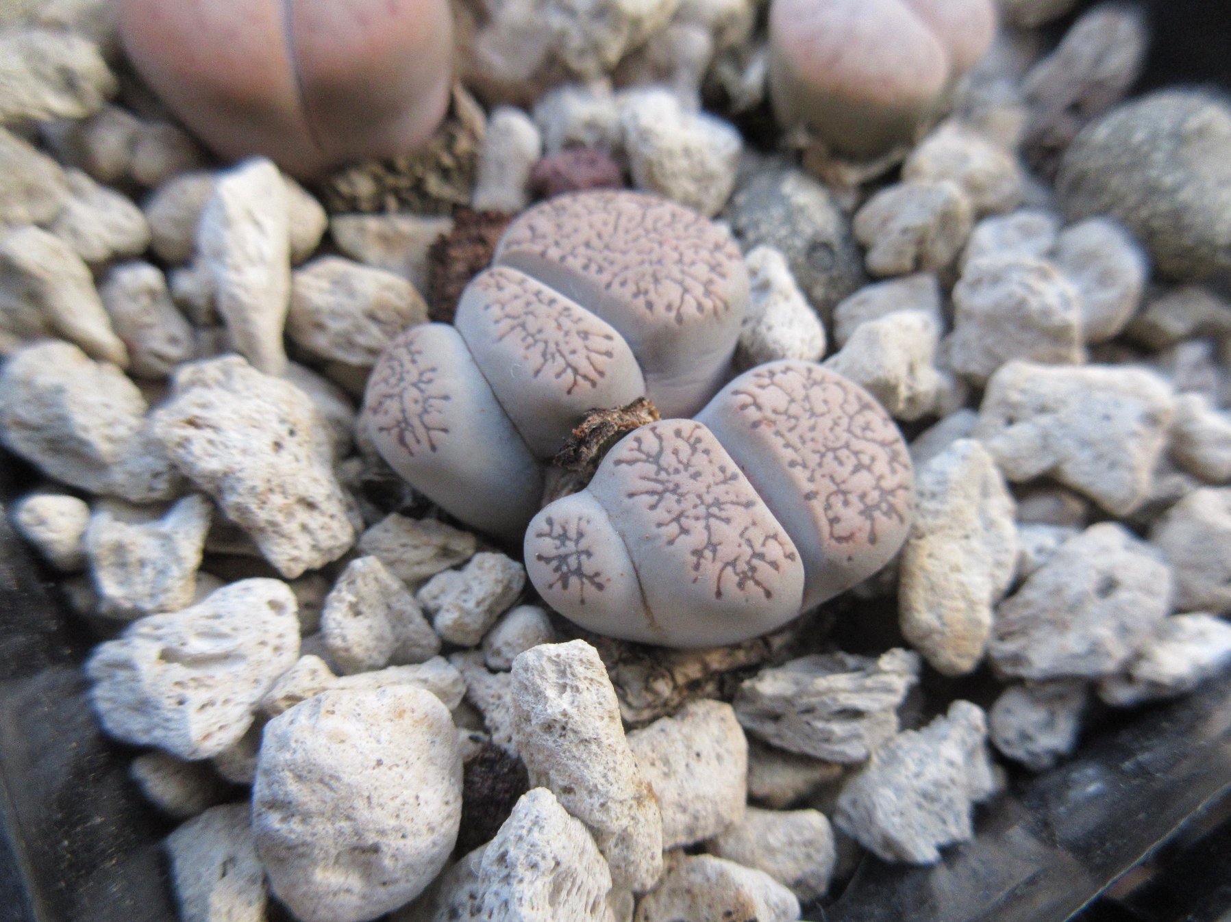 Lithops burchellii face window detail Close-up of a Lithops burchellii dorsal face showing the fine meshlike pattern of dark slate-grey windows over a pale whitish-grey ground colour, with clavate marginal lines along the leaf edge and the central fissure separating the two fused leaves diagnostic of the species against the broader L. lesliei complex.