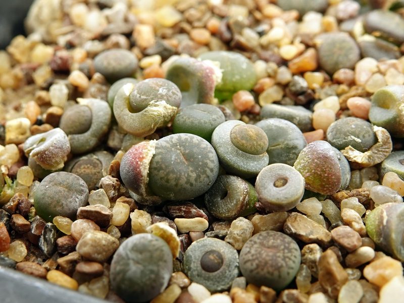 Lithops burchellii
