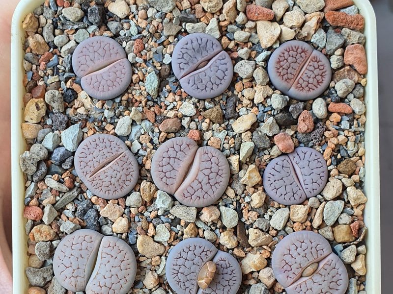 Lithops dendritica