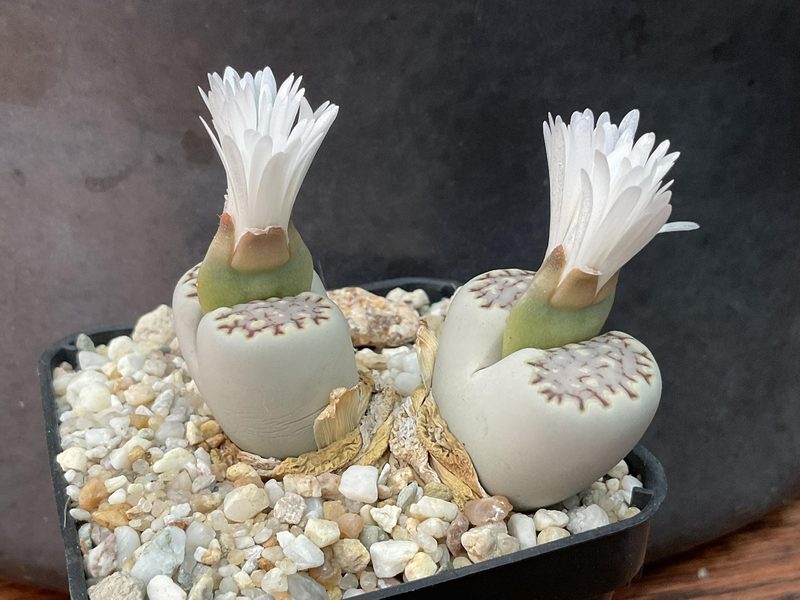 Lithops julii subsp. fulleri