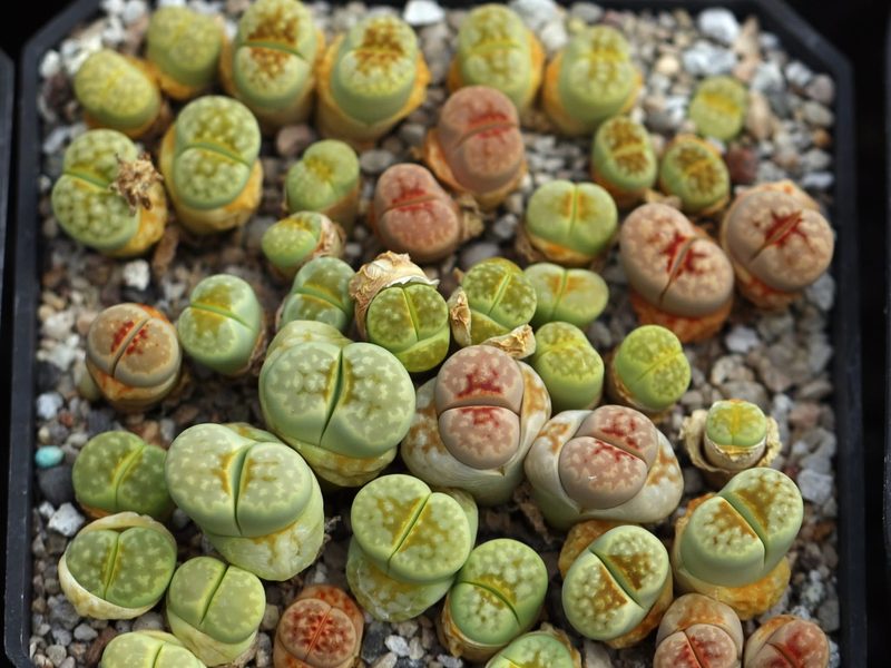 Lithops julii