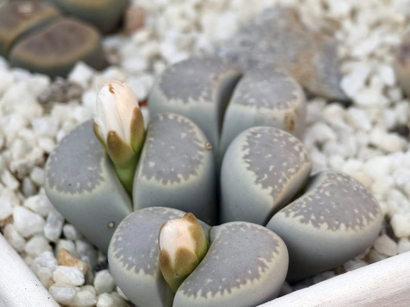 Lithops karasmontana subsp. amicorum