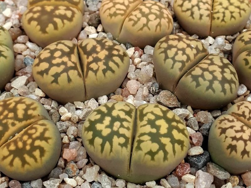 Lithops karasmontana subsp. bella