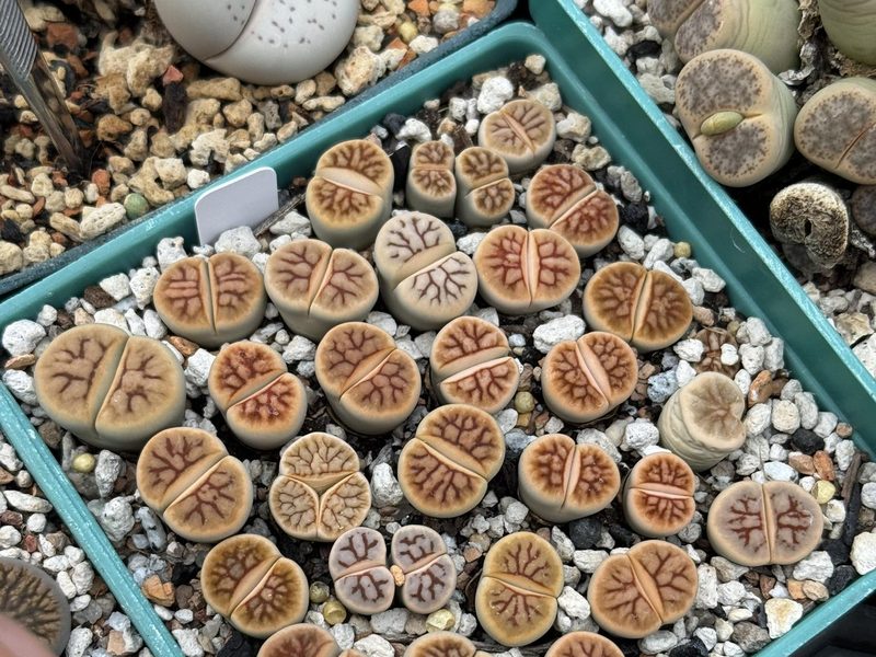 Lithops karasmontana