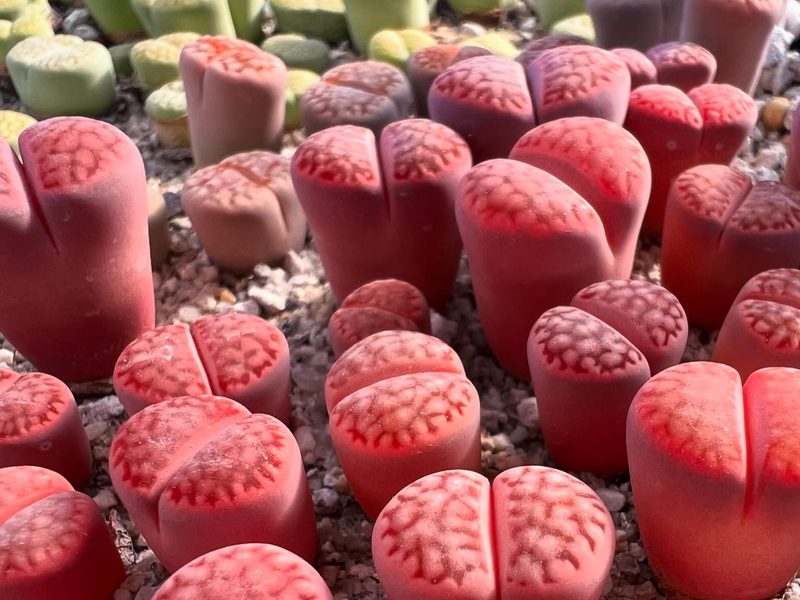 Lithops karasmontana 'Top Red'