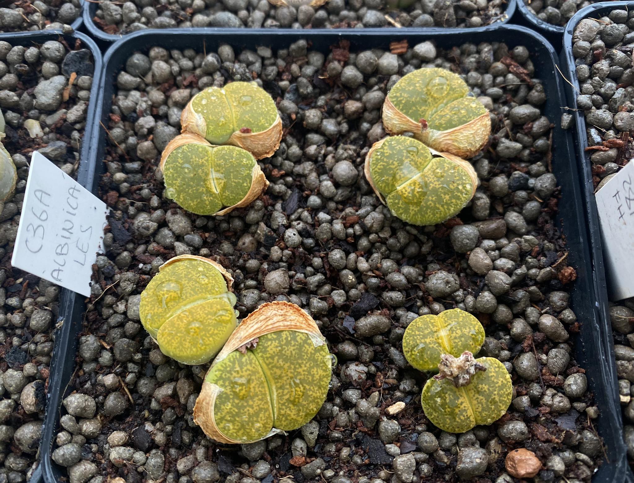 Lithops lesliei Albinica flowering cultivar Mature Lithops lesliei Albinica specimen showing the cream to pale lime-green dorsal face with fine yellow line patterning, the central fissure between the two fused leaves, and a white-cream daisy-form flower opening from the fissure on a sunny autumn day.