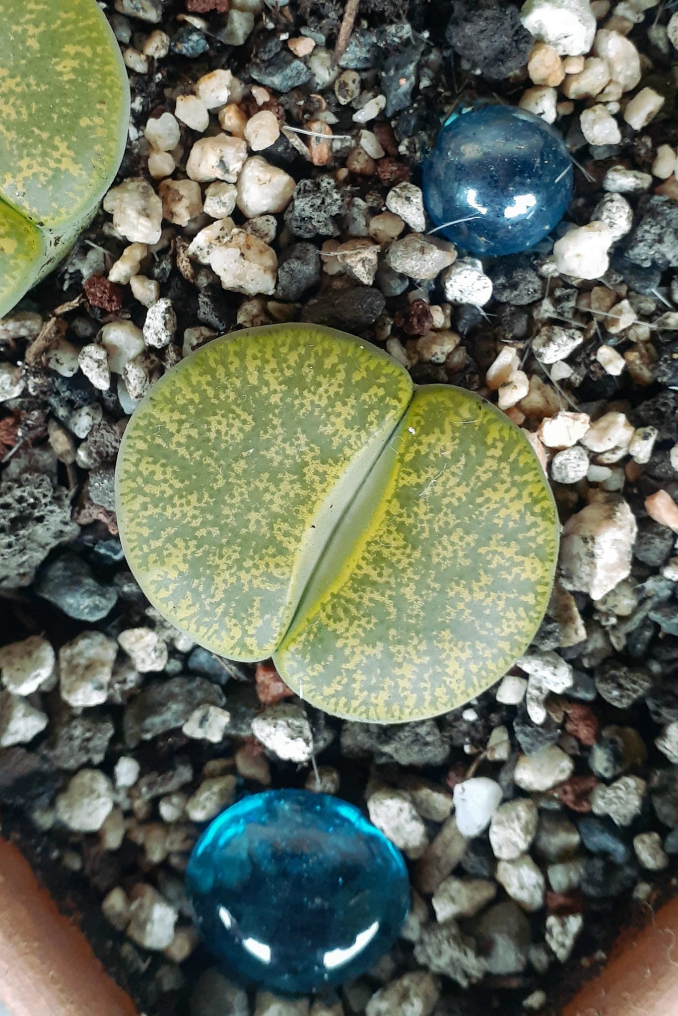 Lithops lesliei Albinica face window detail Close-up of a Lithops lesliei Albinica dorsal face showing the translucent grass-green to pale yellowish window with fine yellow line patterning, no rust-brown channels, and the central fissure diagnostic of the anthocyanin-free cultivar.